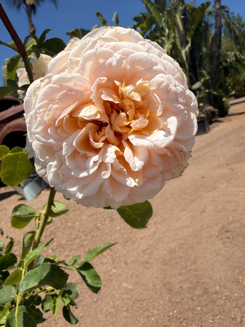 The Lady Gardener® English Rose (2 Gallon)