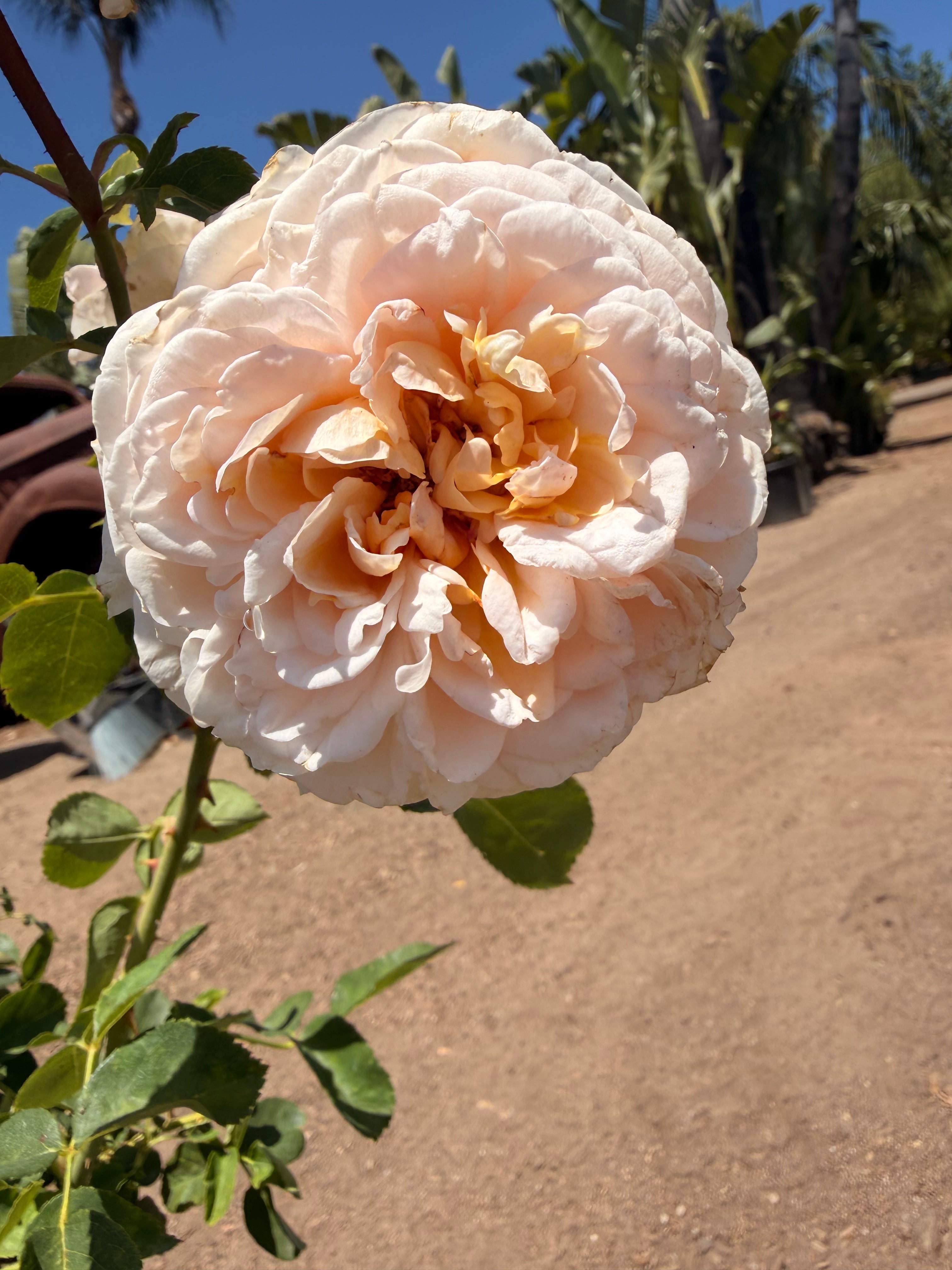 The Lady Gardener® English Rose (2 Gallon)