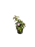 Olivia Rose Austin English Rose (2 Gallon)