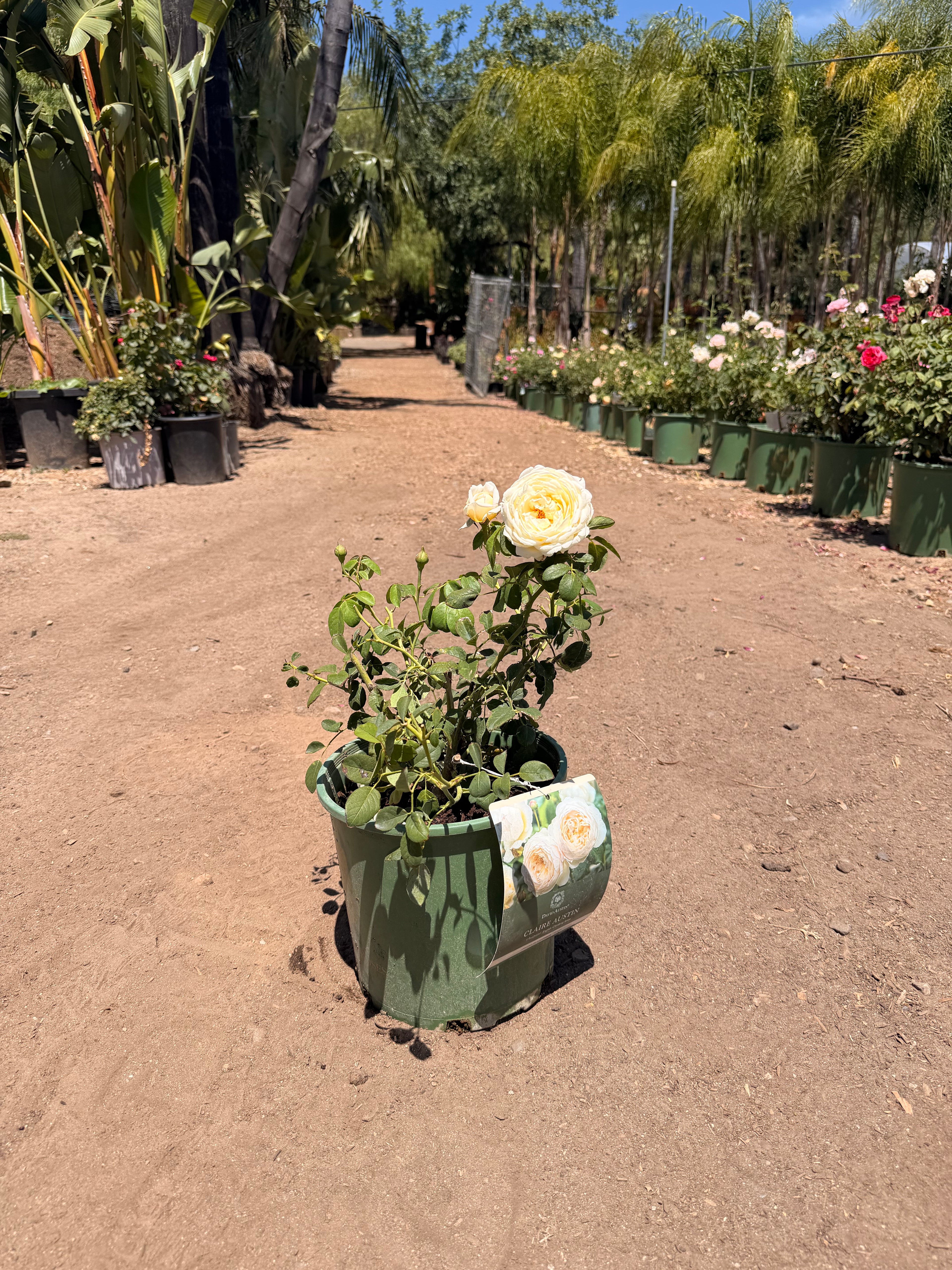 Claire Austin® English Rose (2 Gallon)