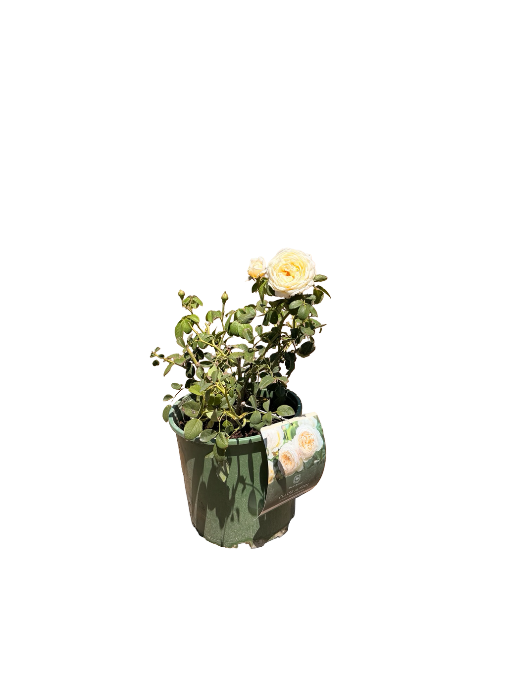 Claire Austin® English Rose (2 Gallon)