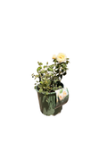Claire Austin® English Rose (2 Gallon)