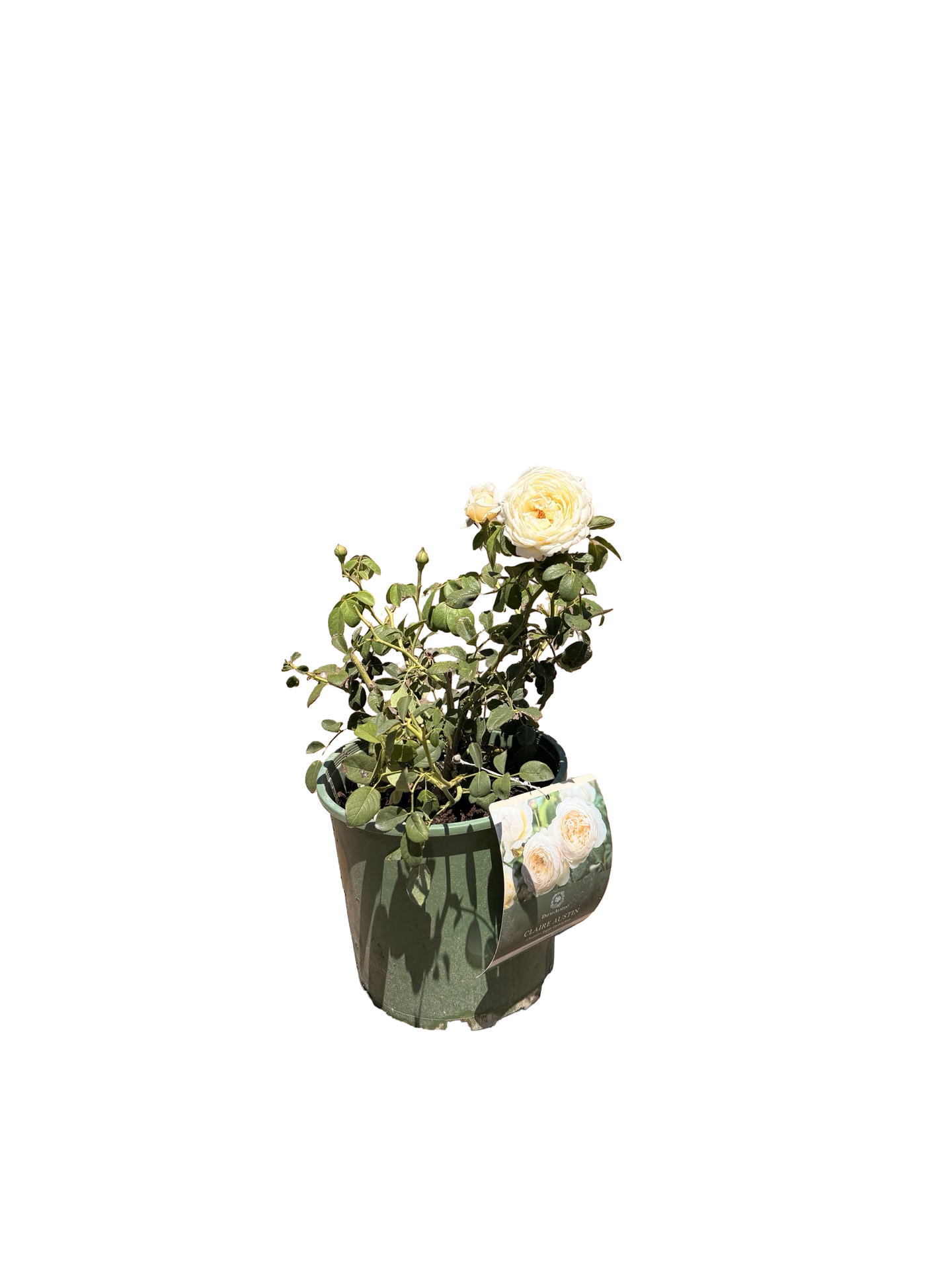 Claire Austin® English Rose (2 Gallon)