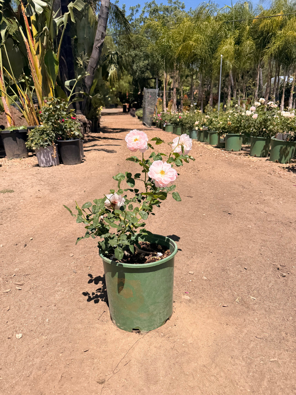 Scepter’d Isle® English Rose (2 Gallon)