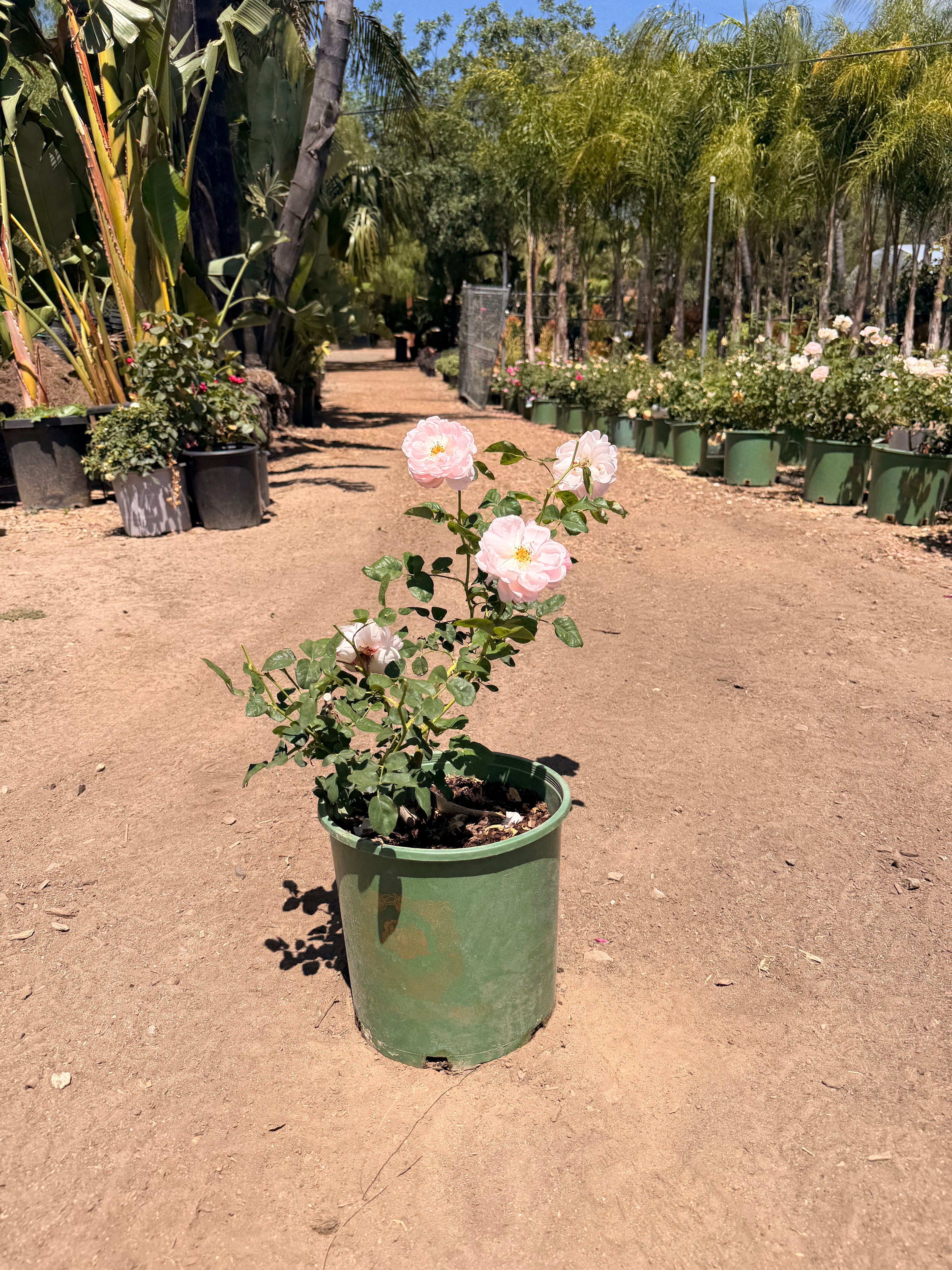 Scepter’d Isle® English Rose (2 Gallon)