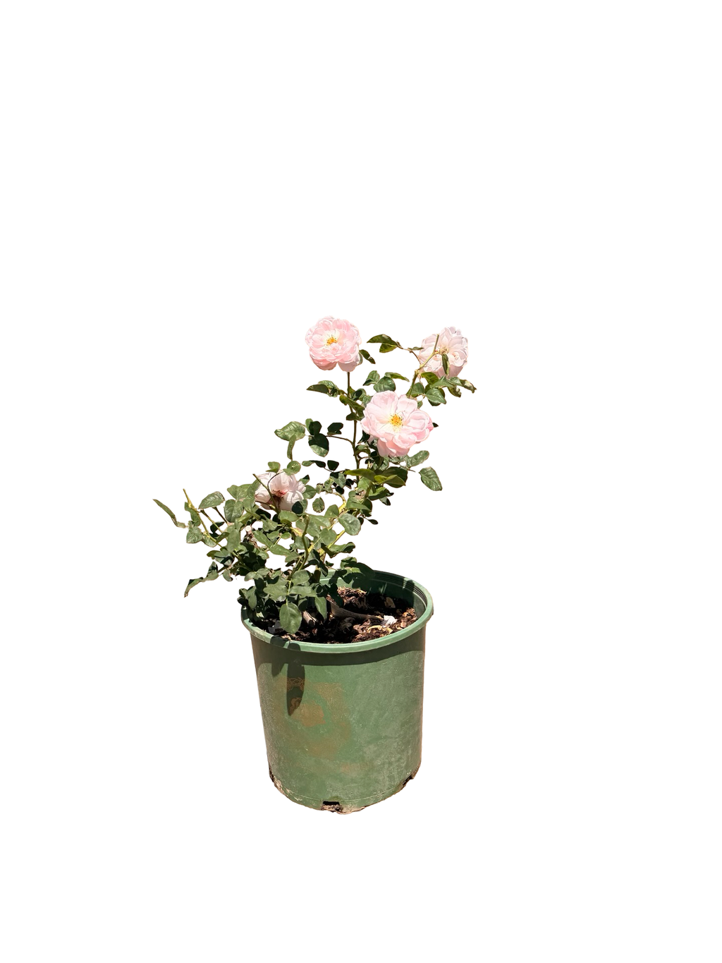 Scepter’d Isle® English Rose (2 Gallon)
