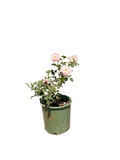 Scepter’d Isle® English Rose (2 Gallon)