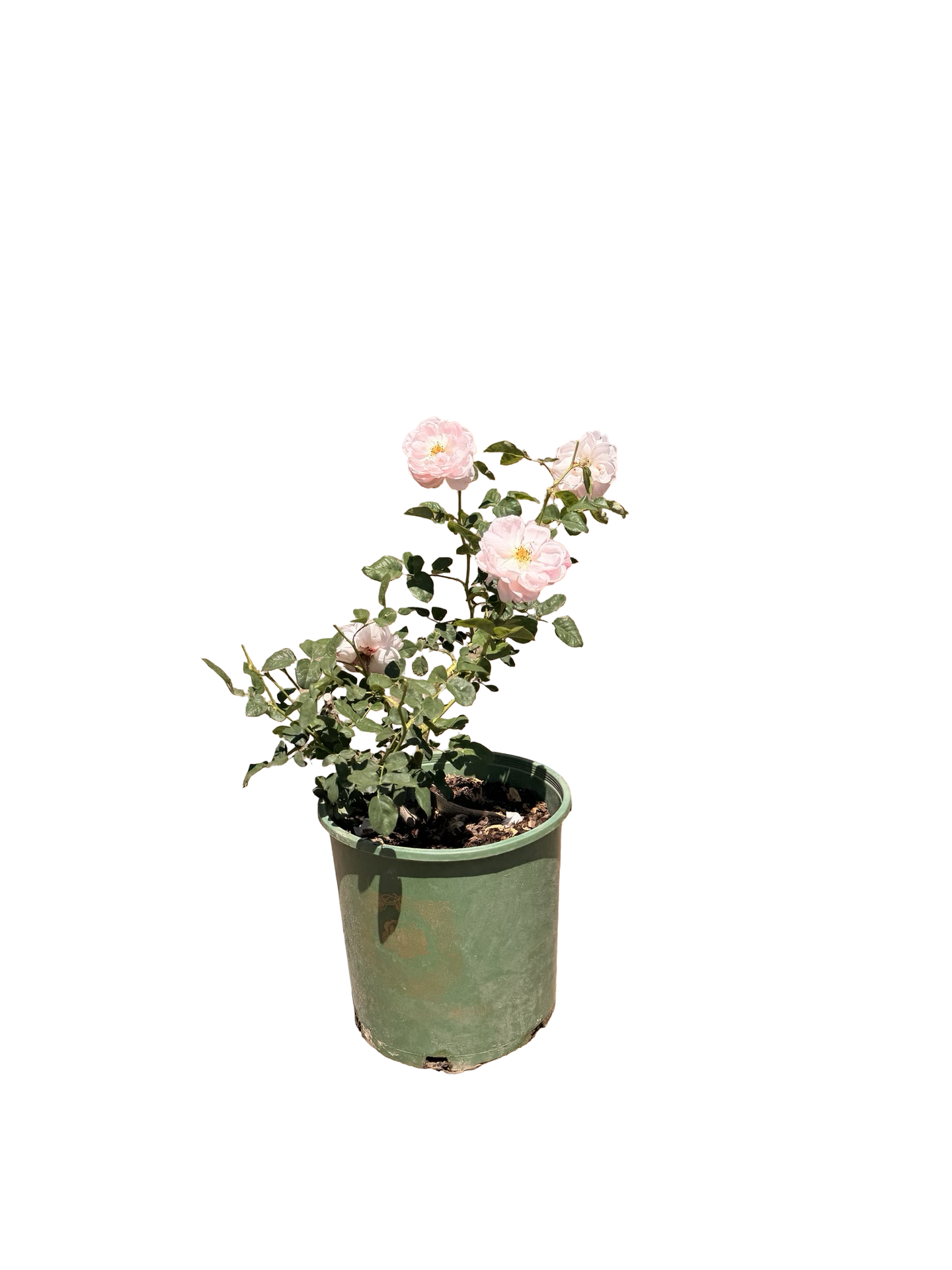 Scepter’d Isle® English Rose (2 Gallon)