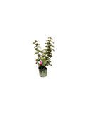 Gertrude Jekyll English Rose (2 Gallon)