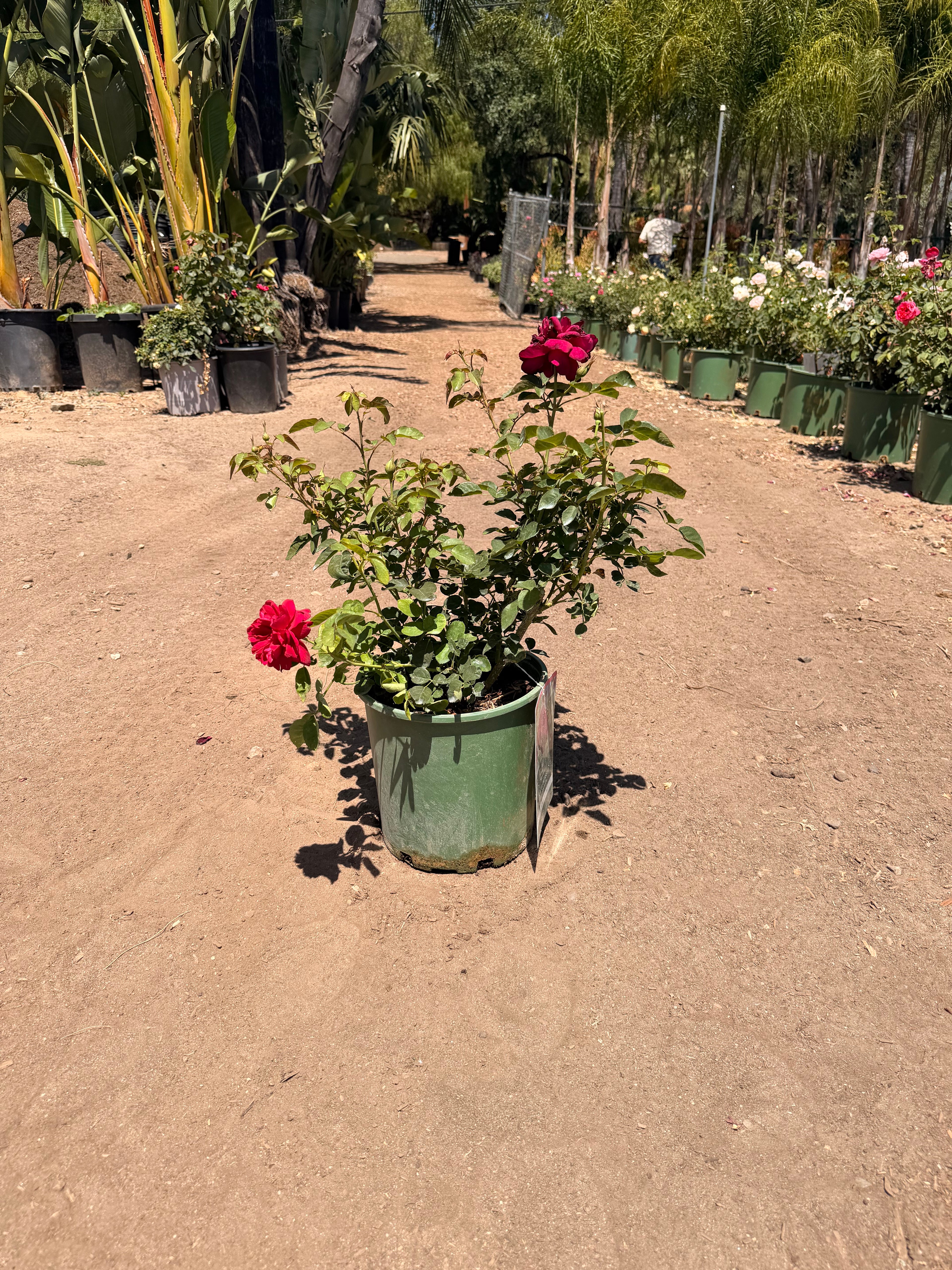 Darcey Bussell English Rose (2 Gallon)