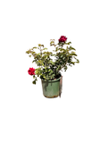 Darcey Bussell English Rose (2 Gallon)