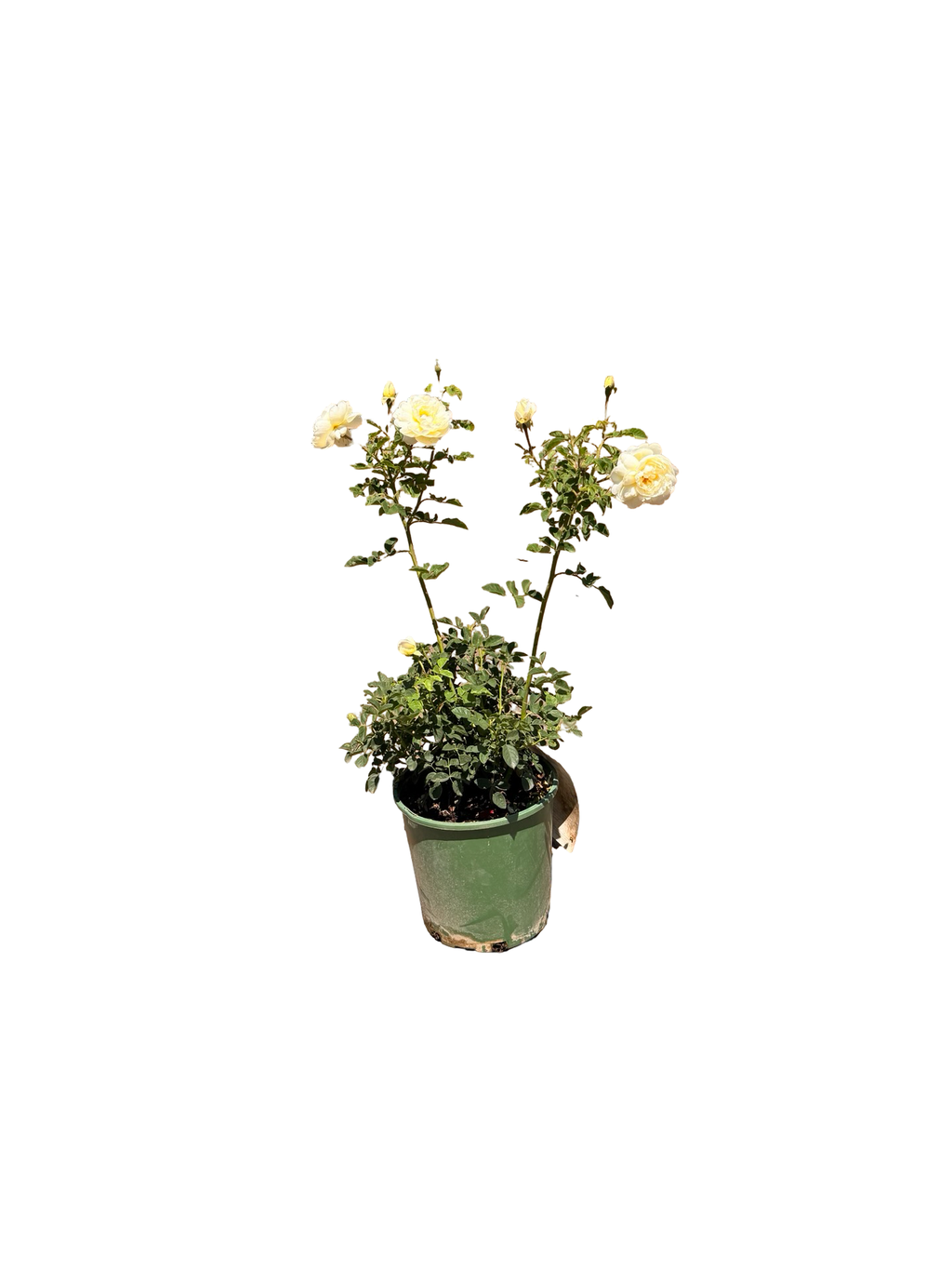Nye Bevan English Rose (2 and 5 Gallon)
