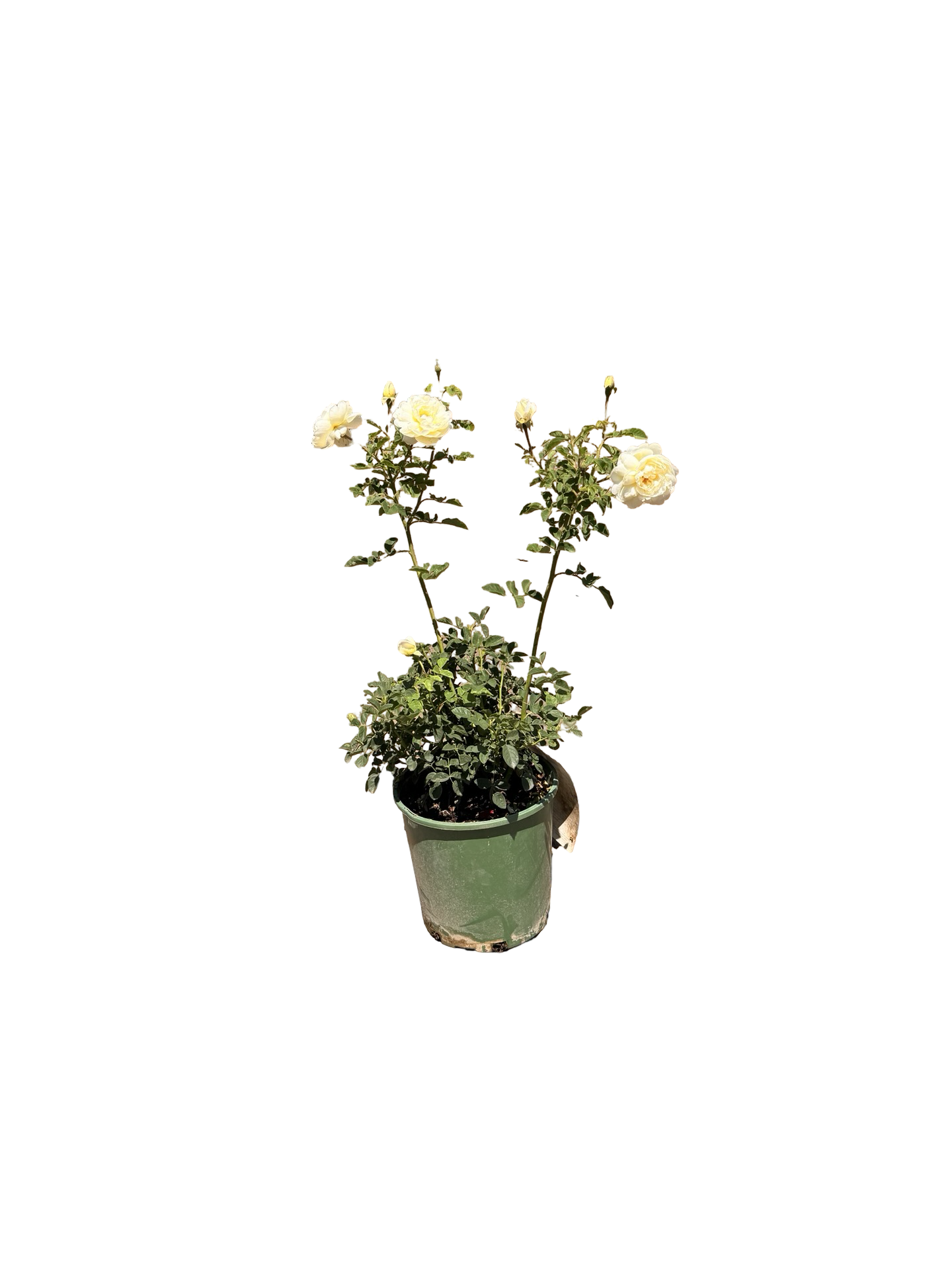 Nye Bevan English Rose (2 and 5 Gallon)