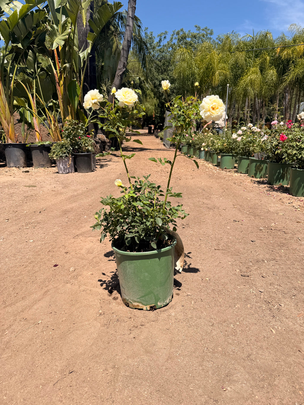 Nye Bevan English Rose (2 and 5 Gallon)