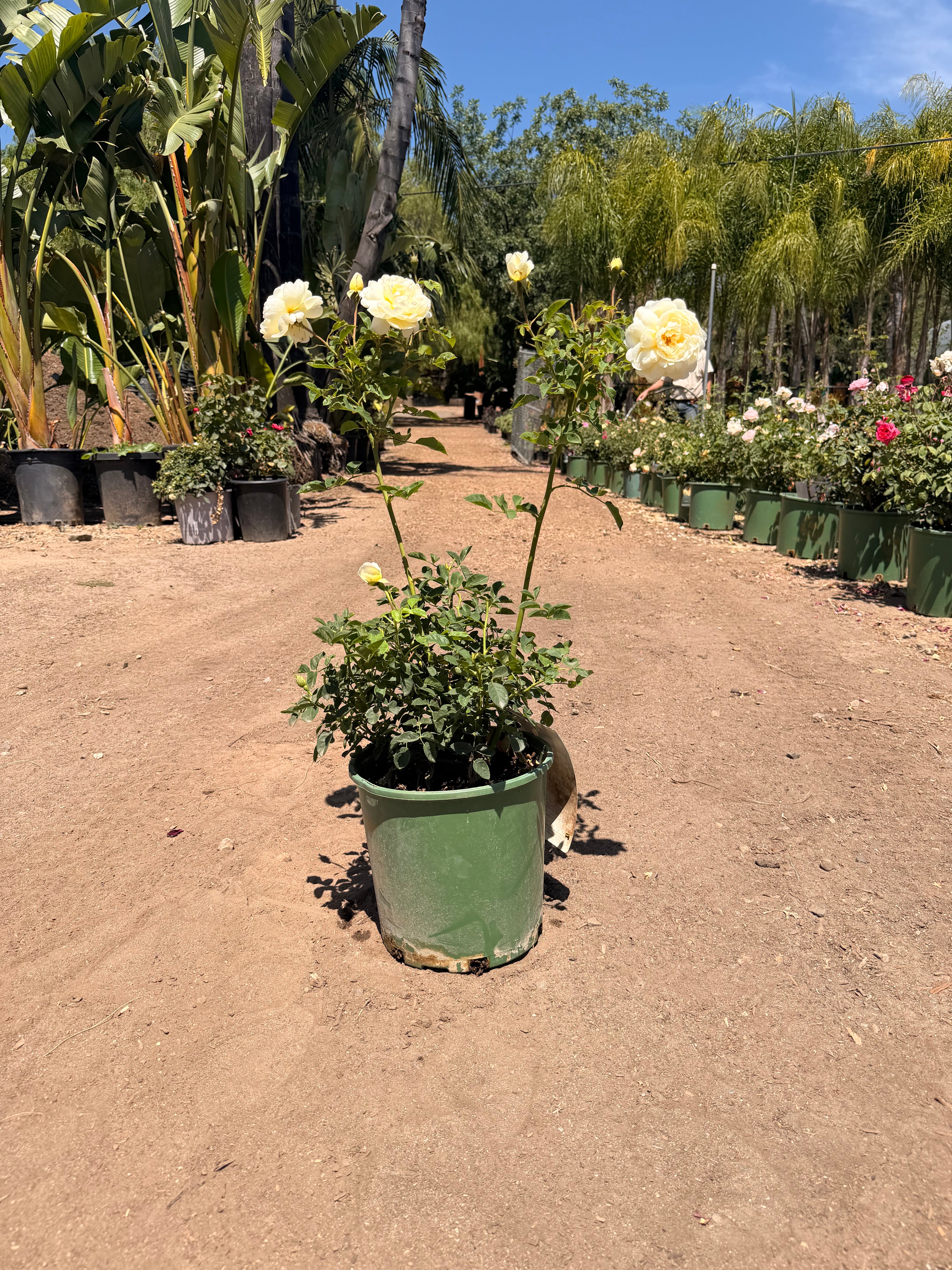 Nye Bevan English Rose (2 and 5 Gallon)