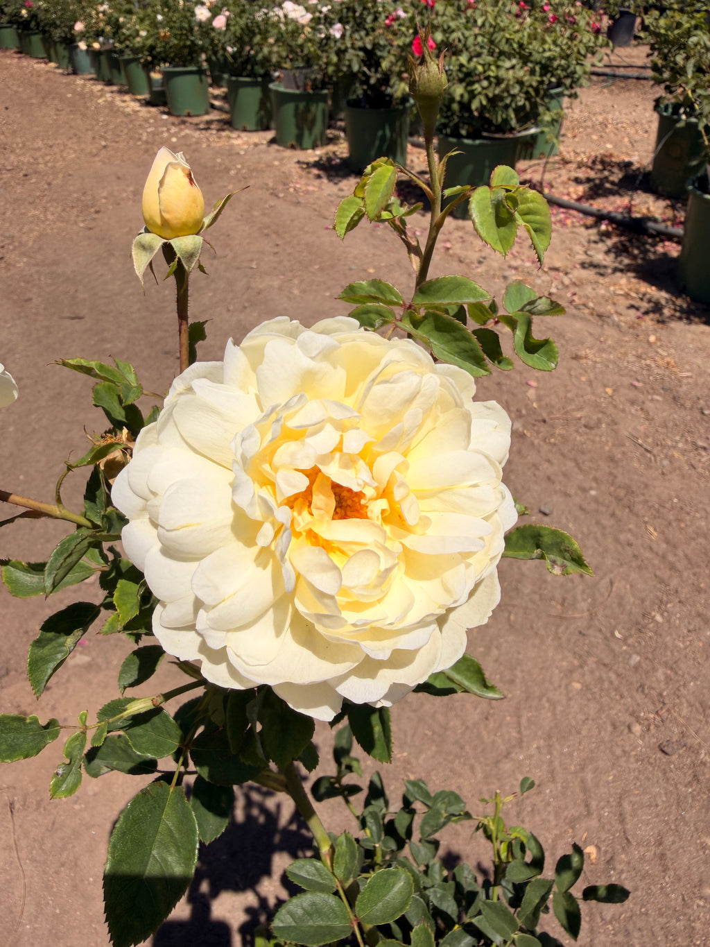 Nye Bevan English Rose (2 and 5 Gallon)