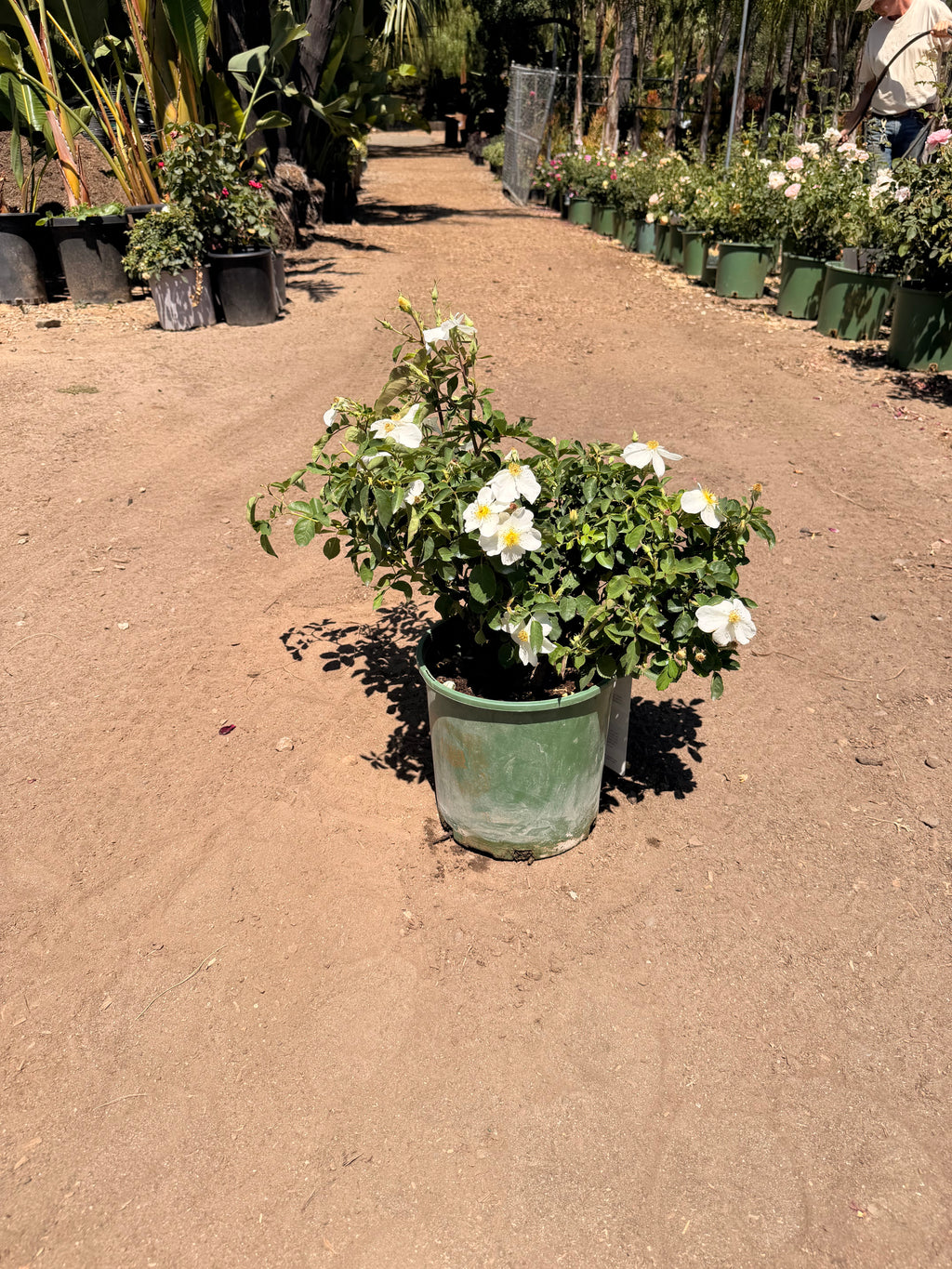 Kew Gardens English Rose (2 Gallon)