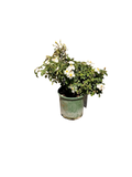 Kew Gardens English Rose (2 Gallon)