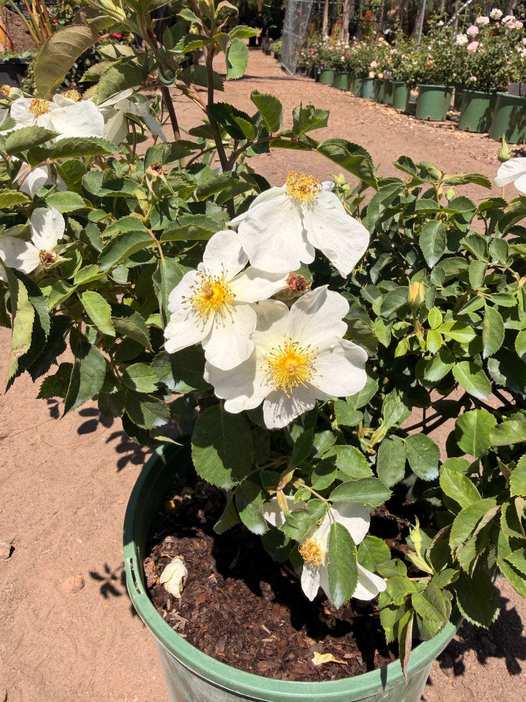 Kew Gardens English Rose (2 Gallon)