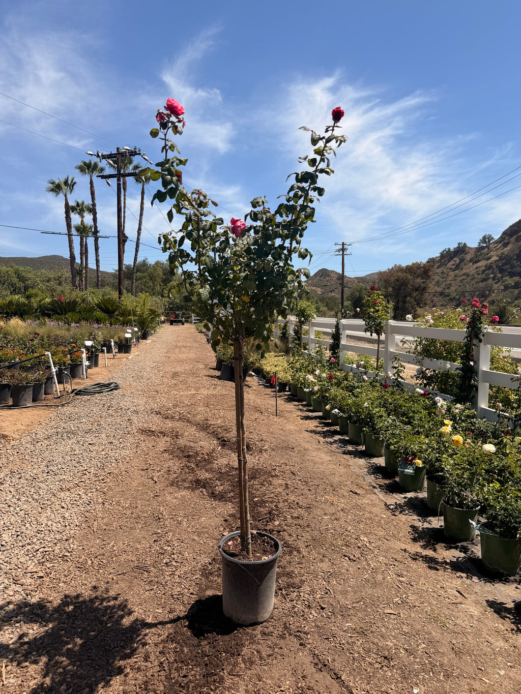 Dee-Lish® Rose Tree 36" (5 Gallon)