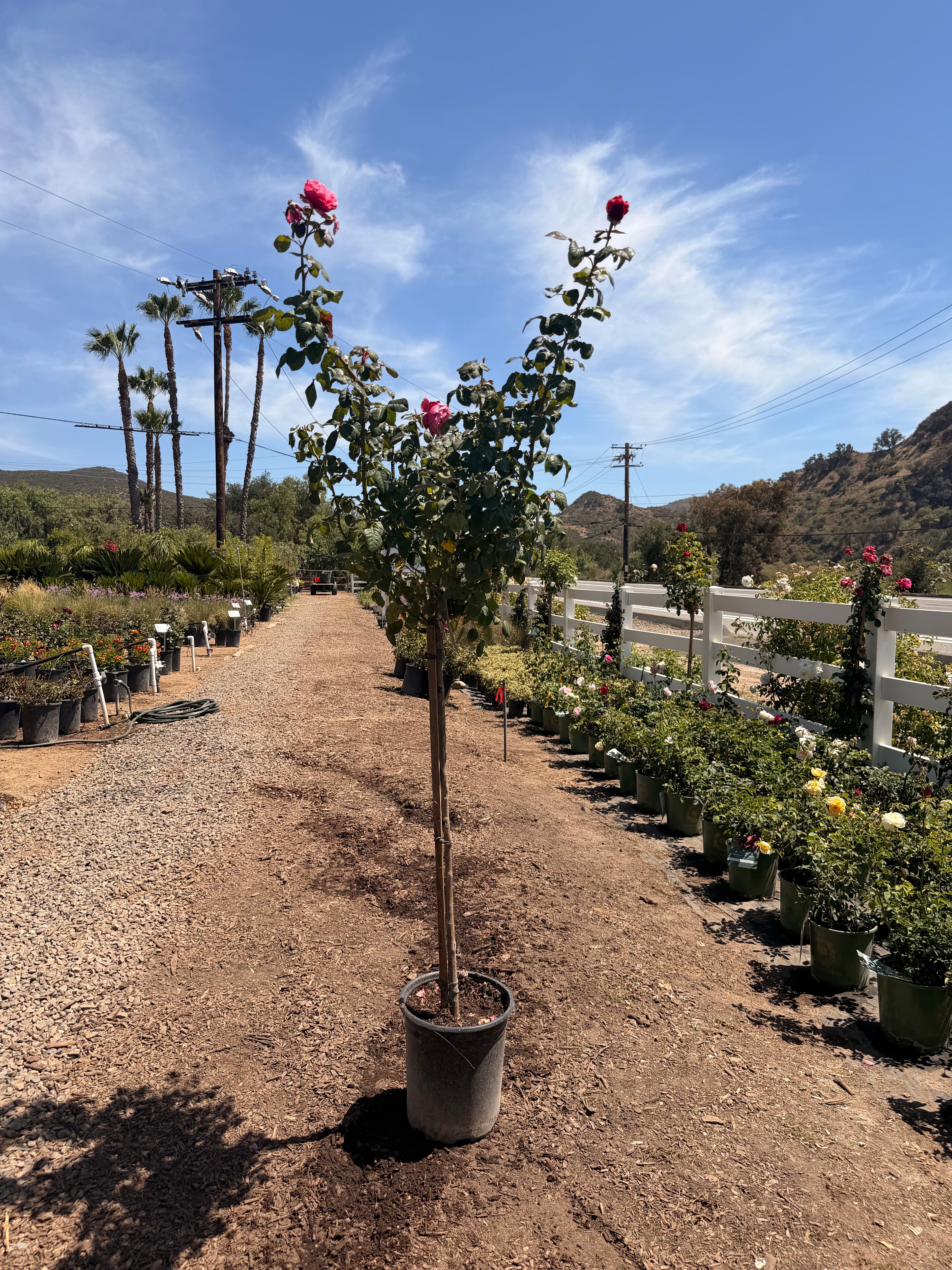 Dee-Lish® Rose Tree 36" (5 Gallon)