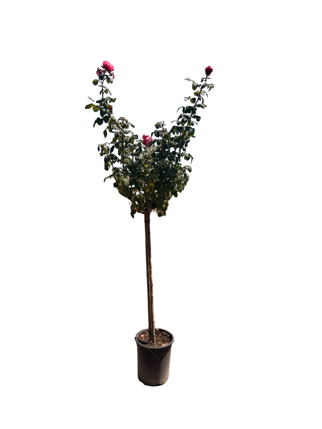 Dee-Lish® Rose Tree 36" (5 Gallon)