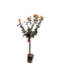 Brandy Rose Tree 36" (5 gallon)