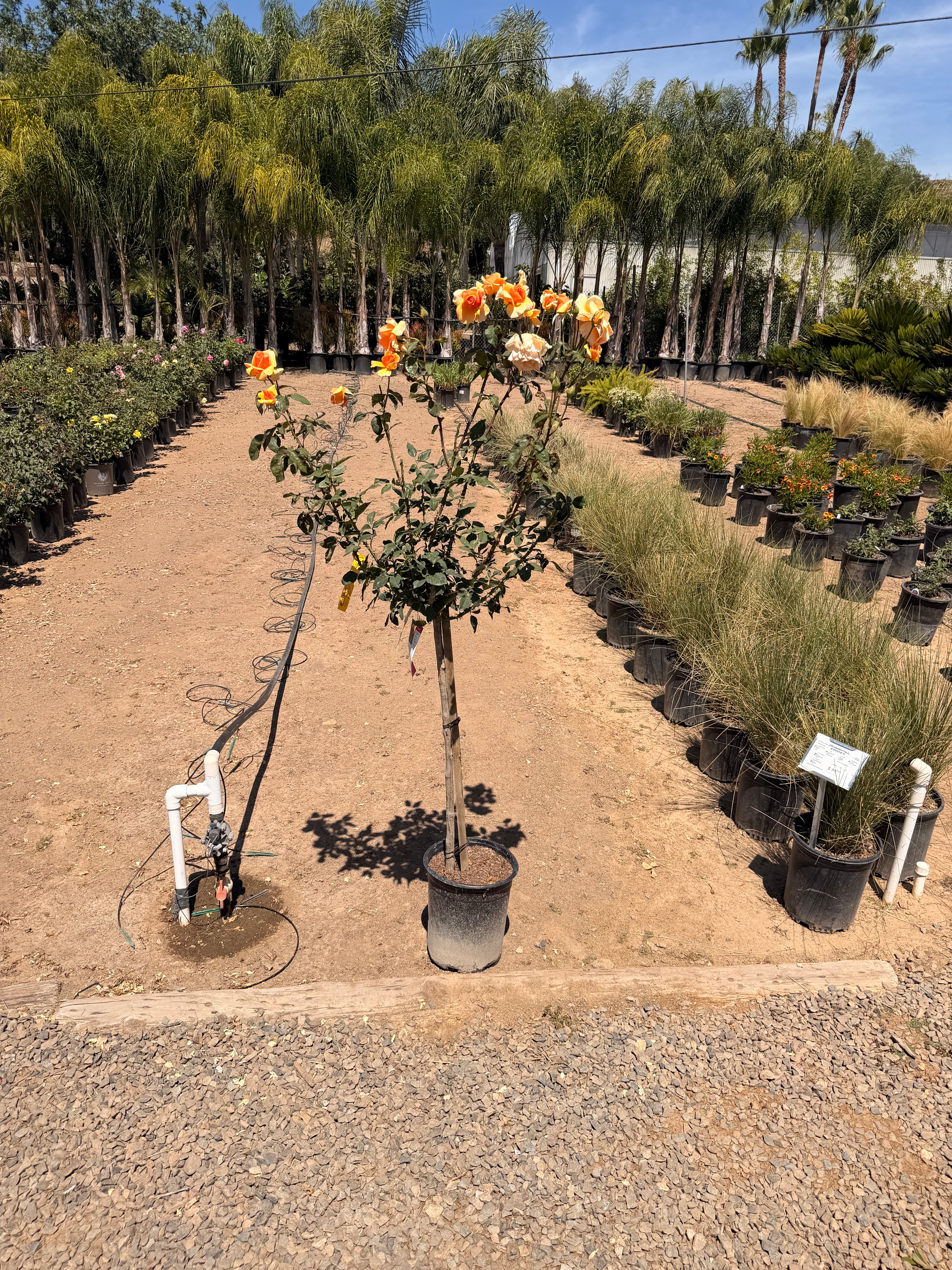 Brandy Rose Tree 36" (5 gallon)
