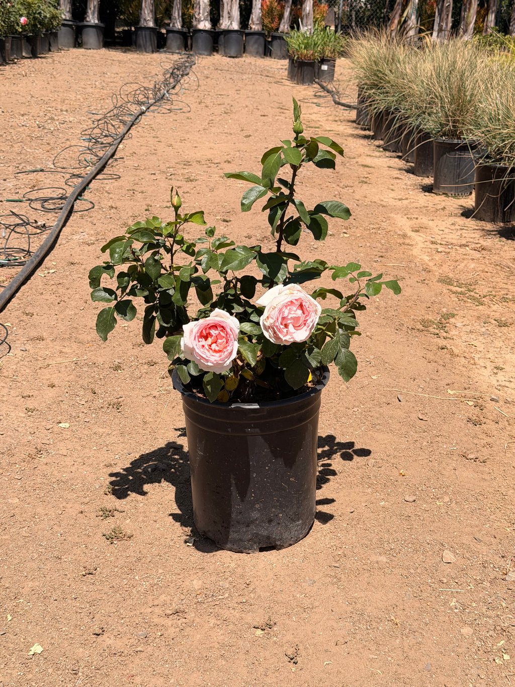 Betty White Rose (5 Gallon)