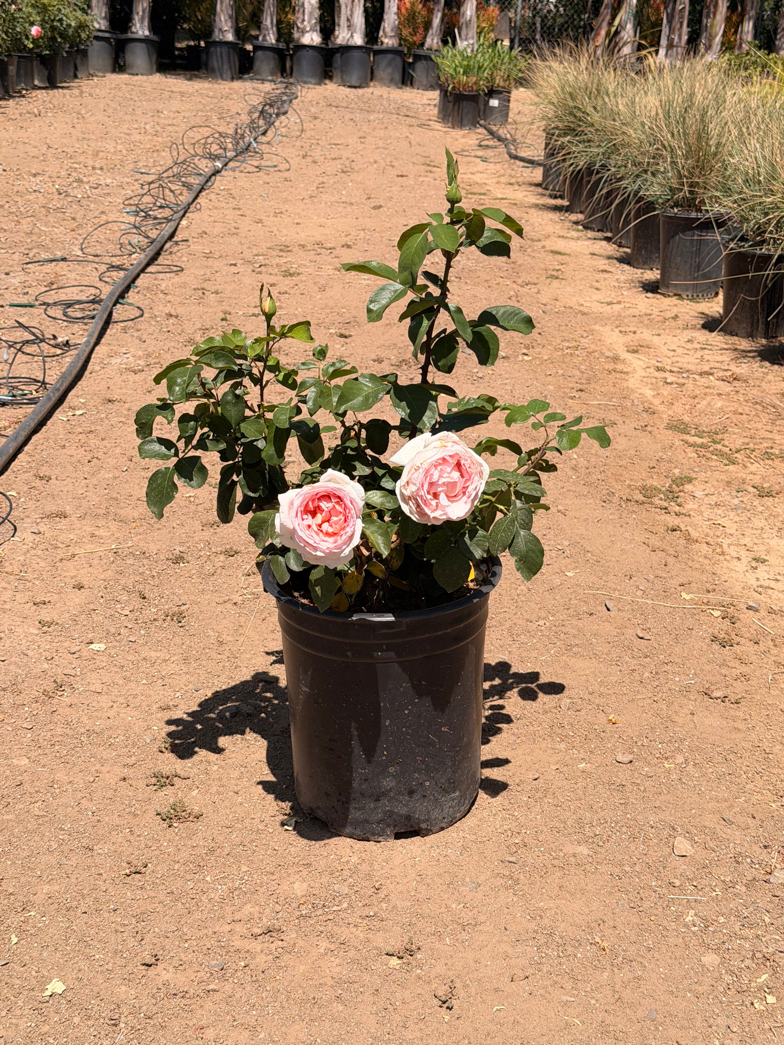 Betty White Rose (5 Gallon)