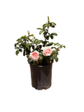 Betty White Rose (5 Gallon)