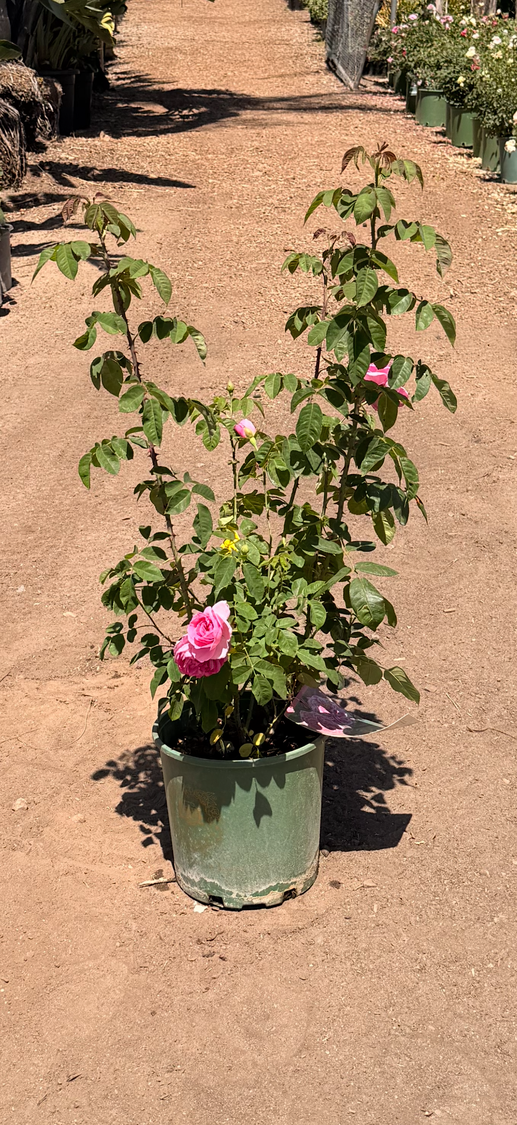 Gertrude Jekyll English Rose (2 Gallon)