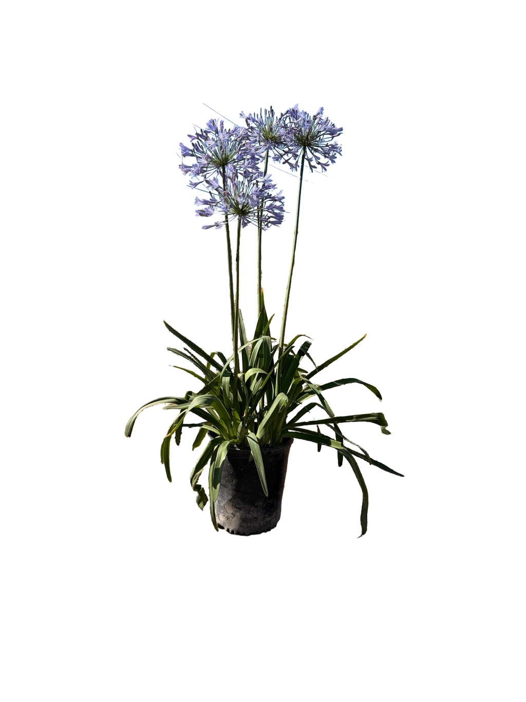 Agapanthus africanus blue (5 Gallon)
