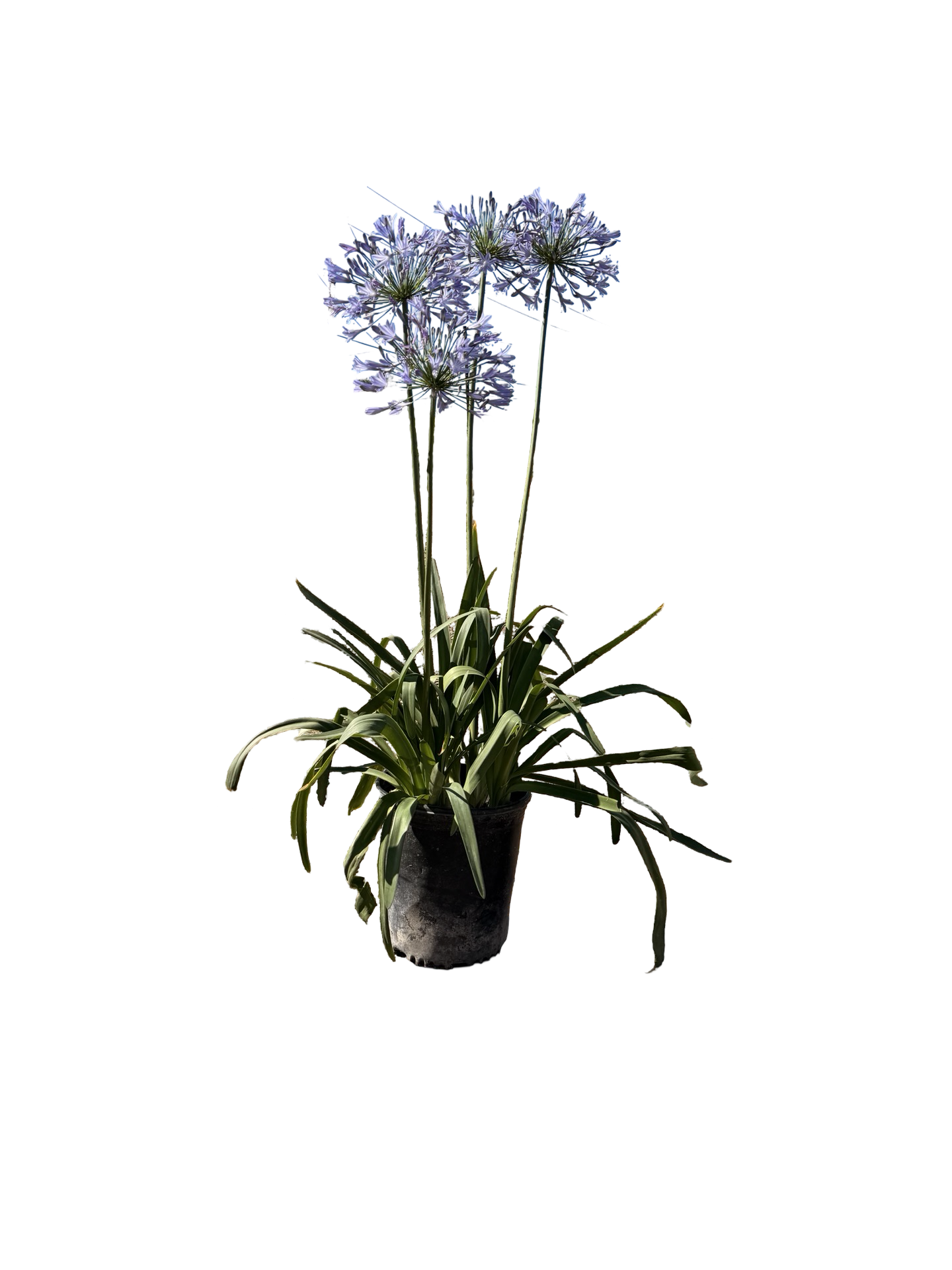 Agapanthus africanus blue (5 Gallon)