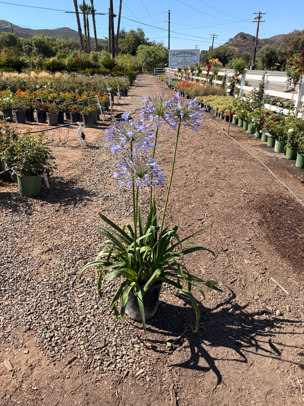 Agapanthus africanus blue (5 Gallon)