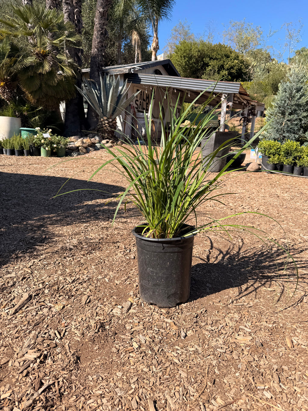 Liriope gigantea 'Giant Lily Turf' (5 Gallon)