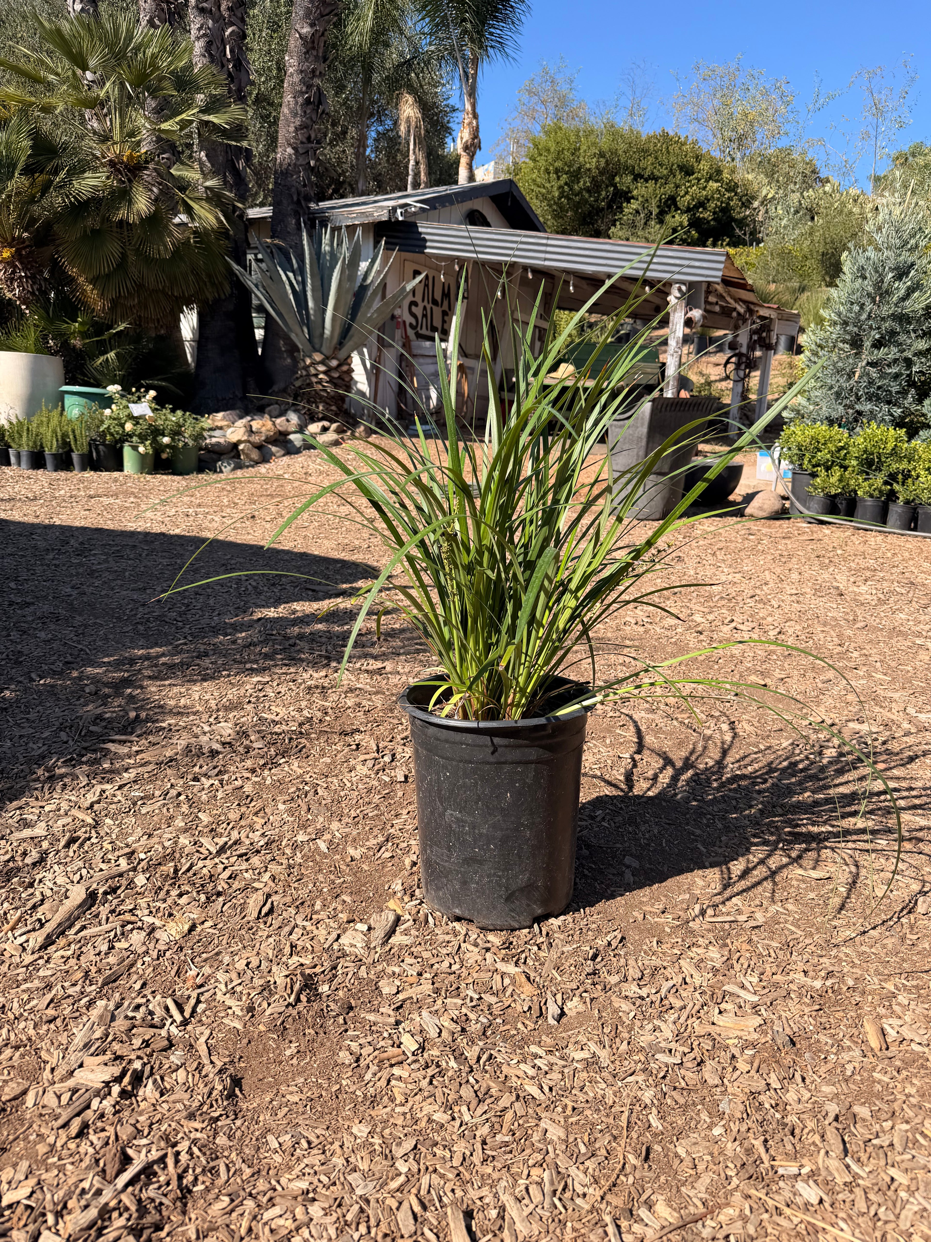 Liriope gigantea 'Giant Lily Turf' (5 Gallon)