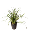 Liriope gigantea 'Giant Lily Turf' (5 Gallon)
