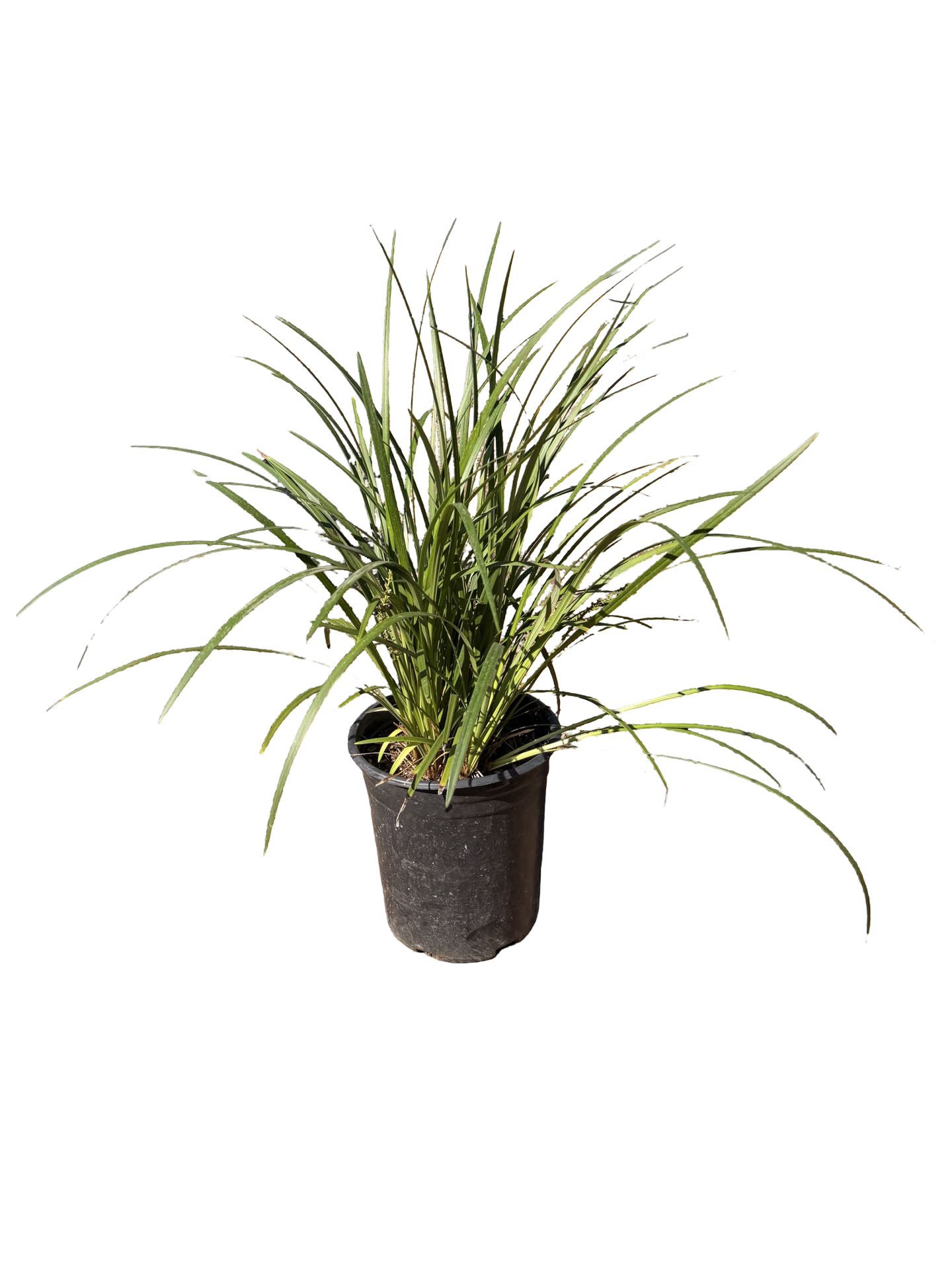 Liriope gigantea 'Giant Lily Turf' (5 Gallon)