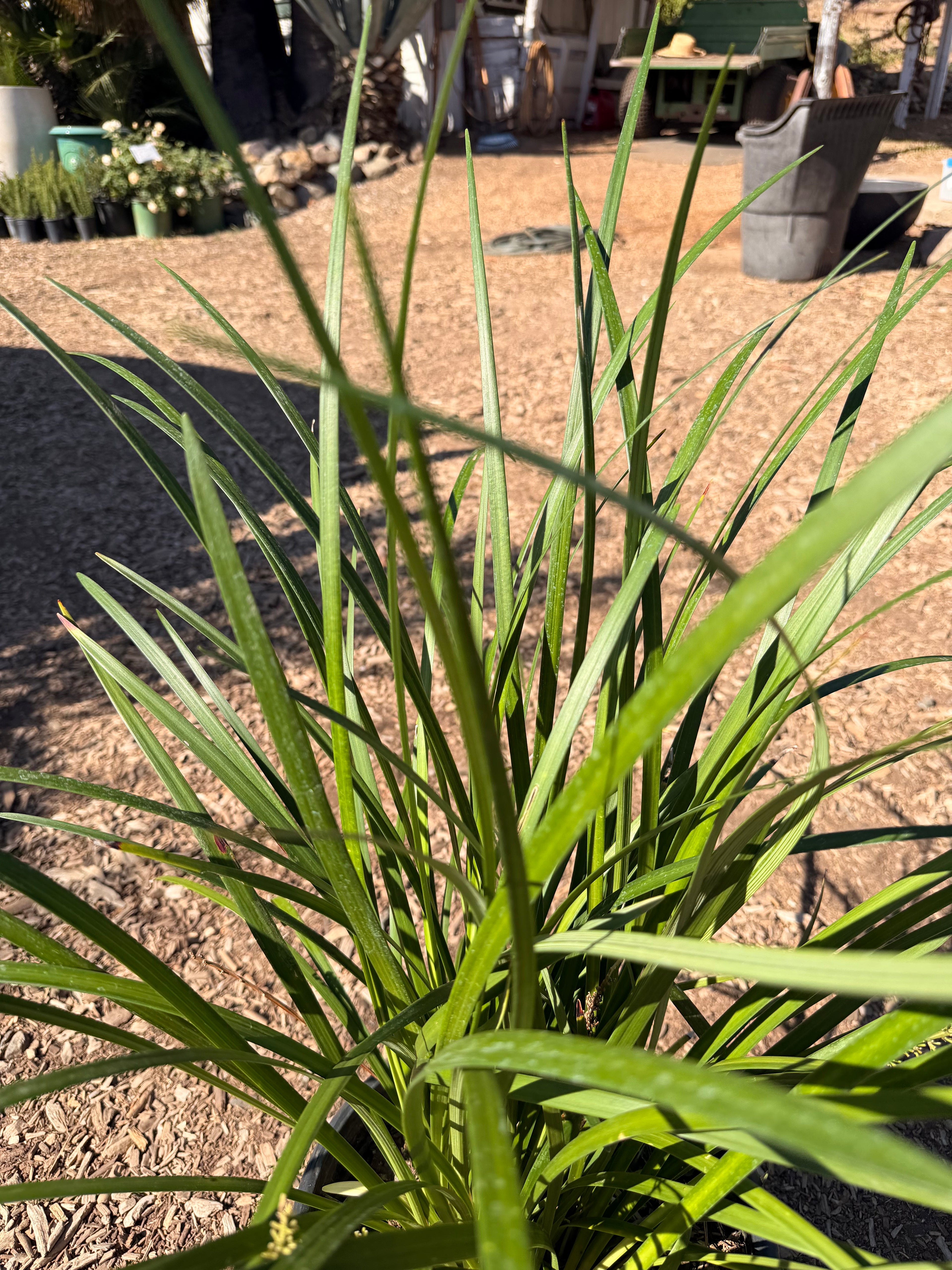 Liriope gigantea 'Giant Lily Turf' (5 Gallon)