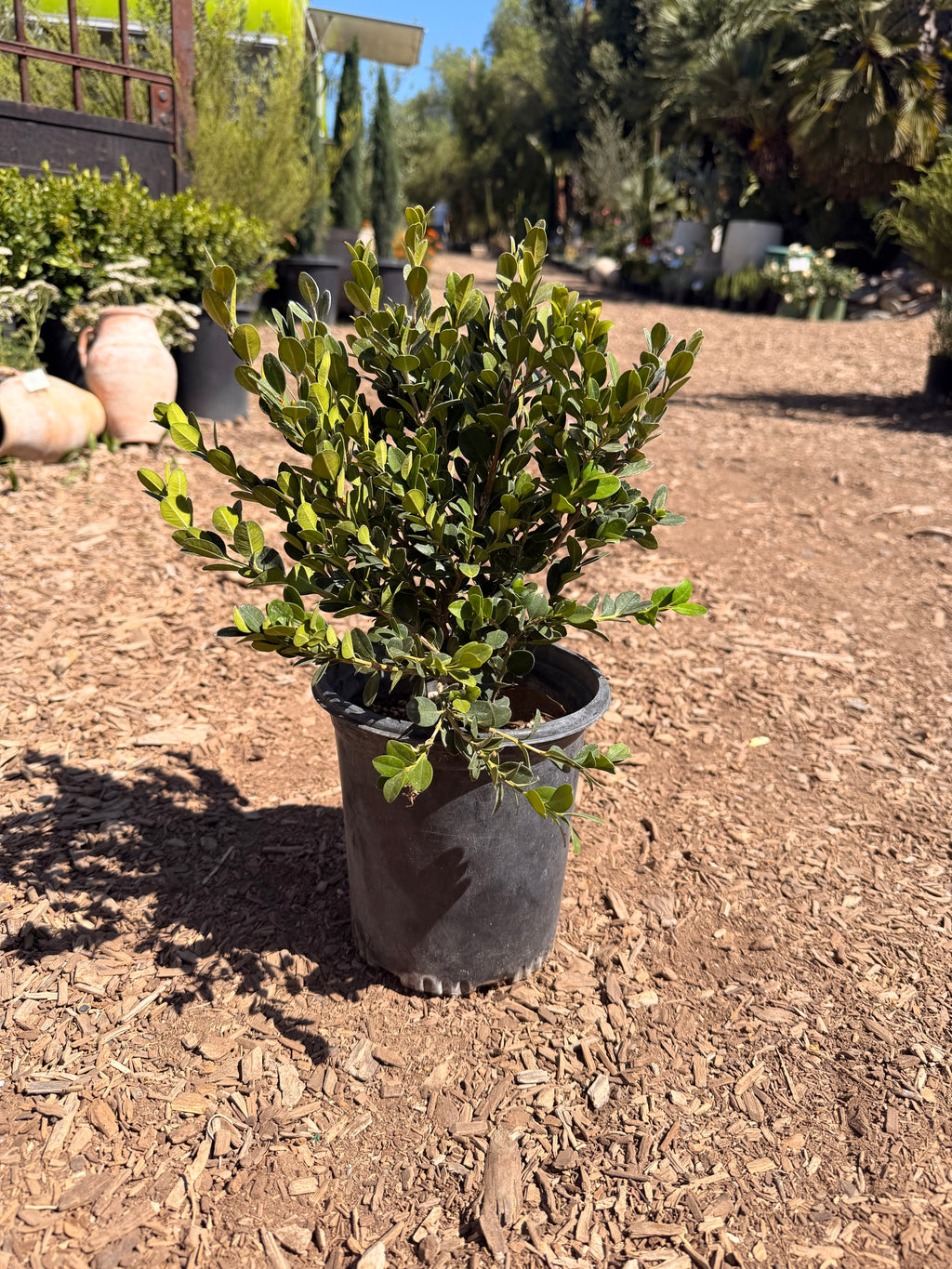 Boxwood 'Winter Gem' (1 and 5 Gallon)