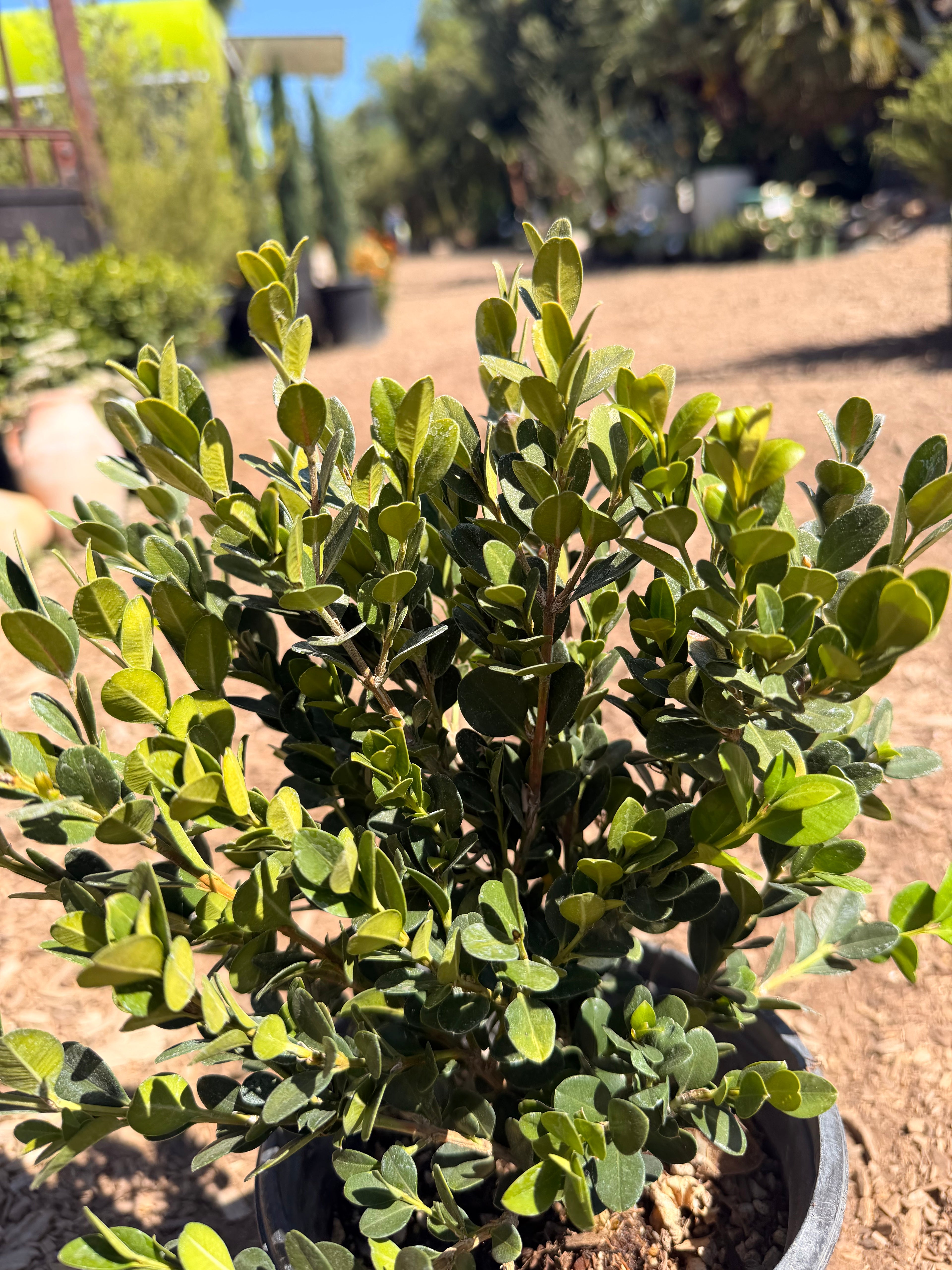 Boxwood 'Winter Gem' (1 and 5 Gallon)