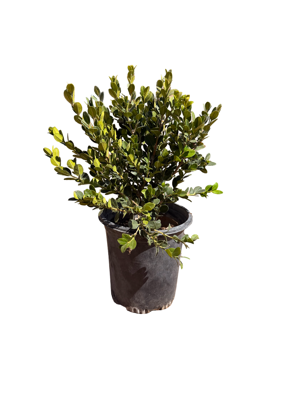 Boxwood 'Winter Gem' (1 and 5 Gallon)
