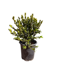 Boxwood 'Winter Gem' (1 and 5 Gallon)