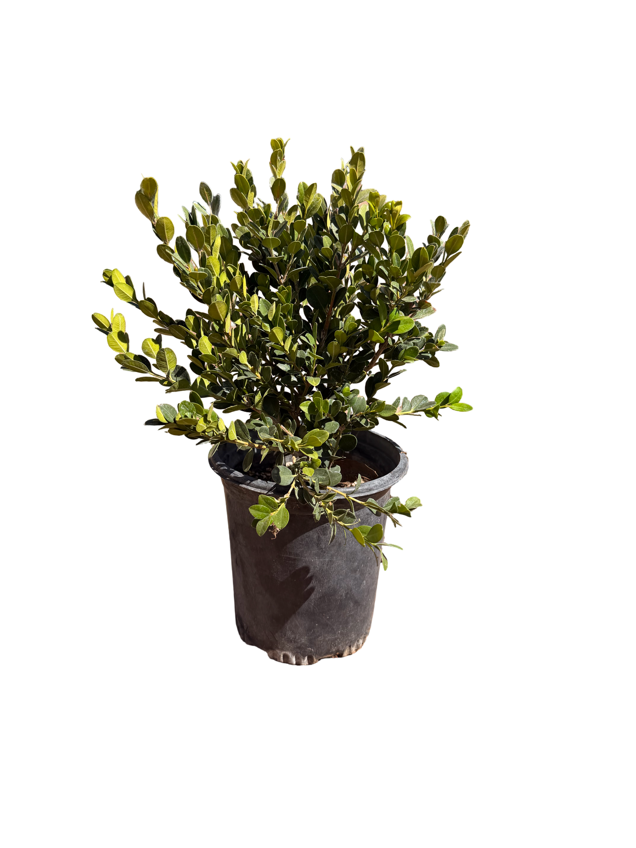 Boxwood 'Winter Gem' (1 and 5 Gallon)