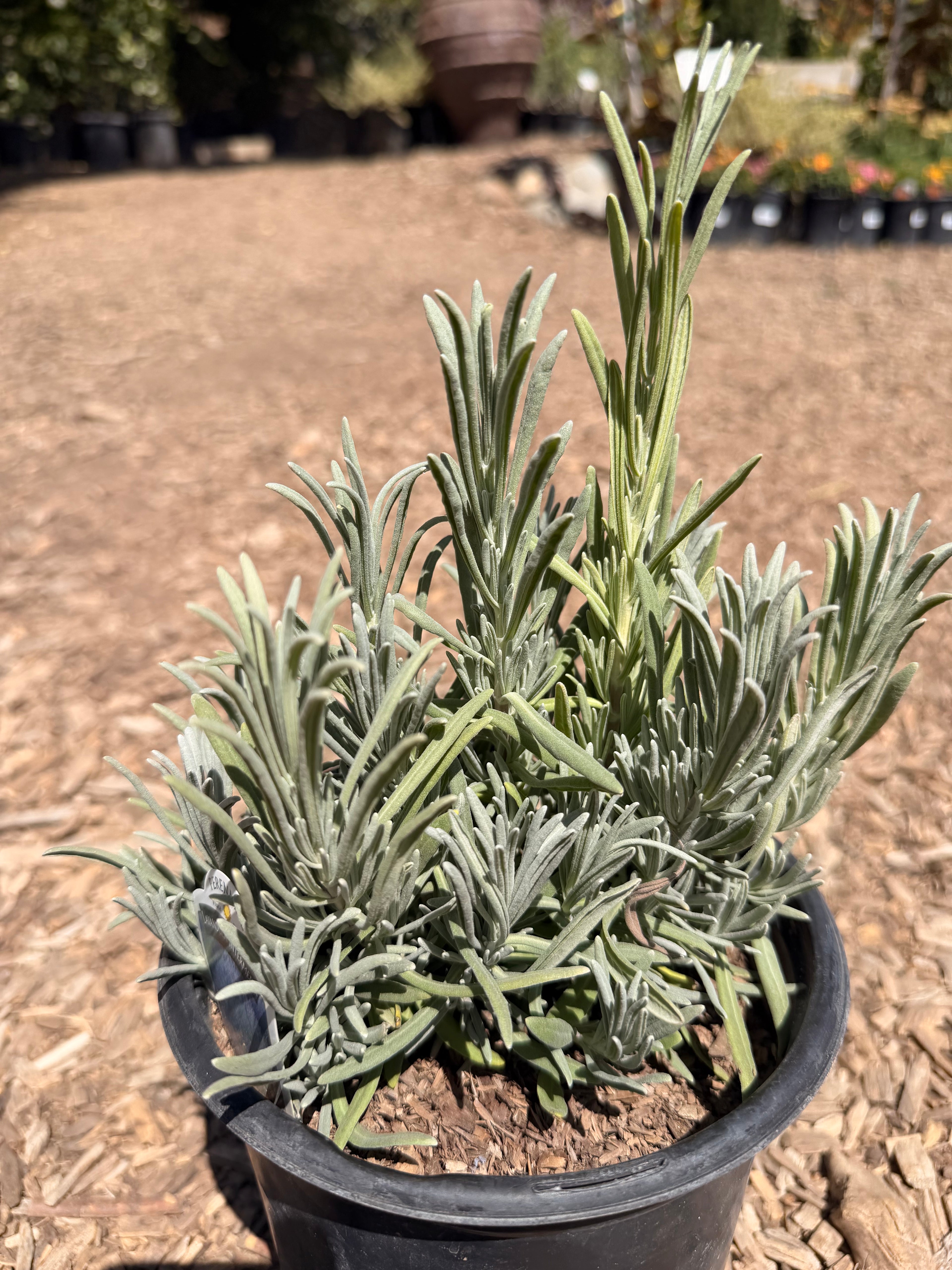 Lavender intermedia 'Provence'