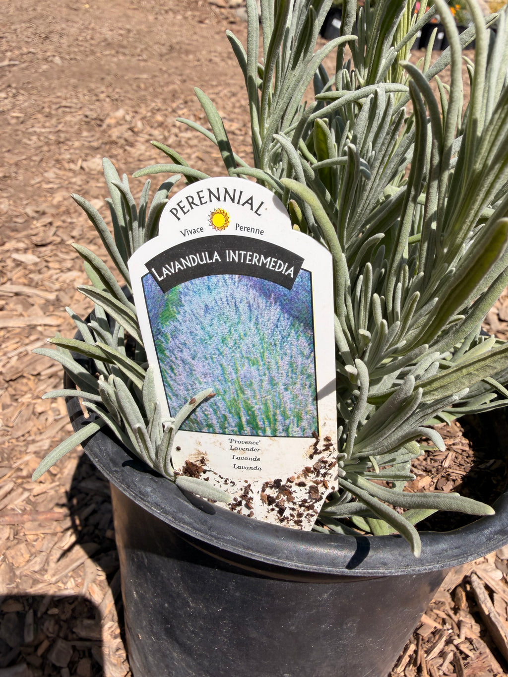 Lavender intermedia 'Provence'