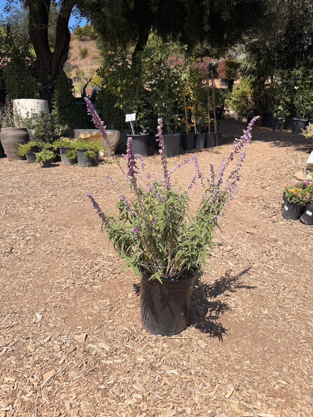 Salvia leucantha ‘Santa Barbara’ (1 & 5 Gallon)