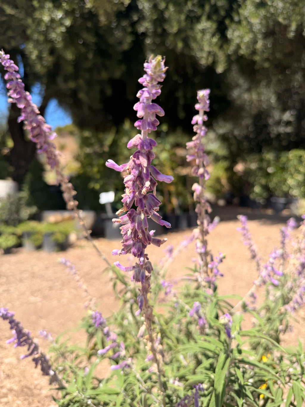 Salvia leucantha ‘Santa Barbara’ (1 & 5 Gallon)