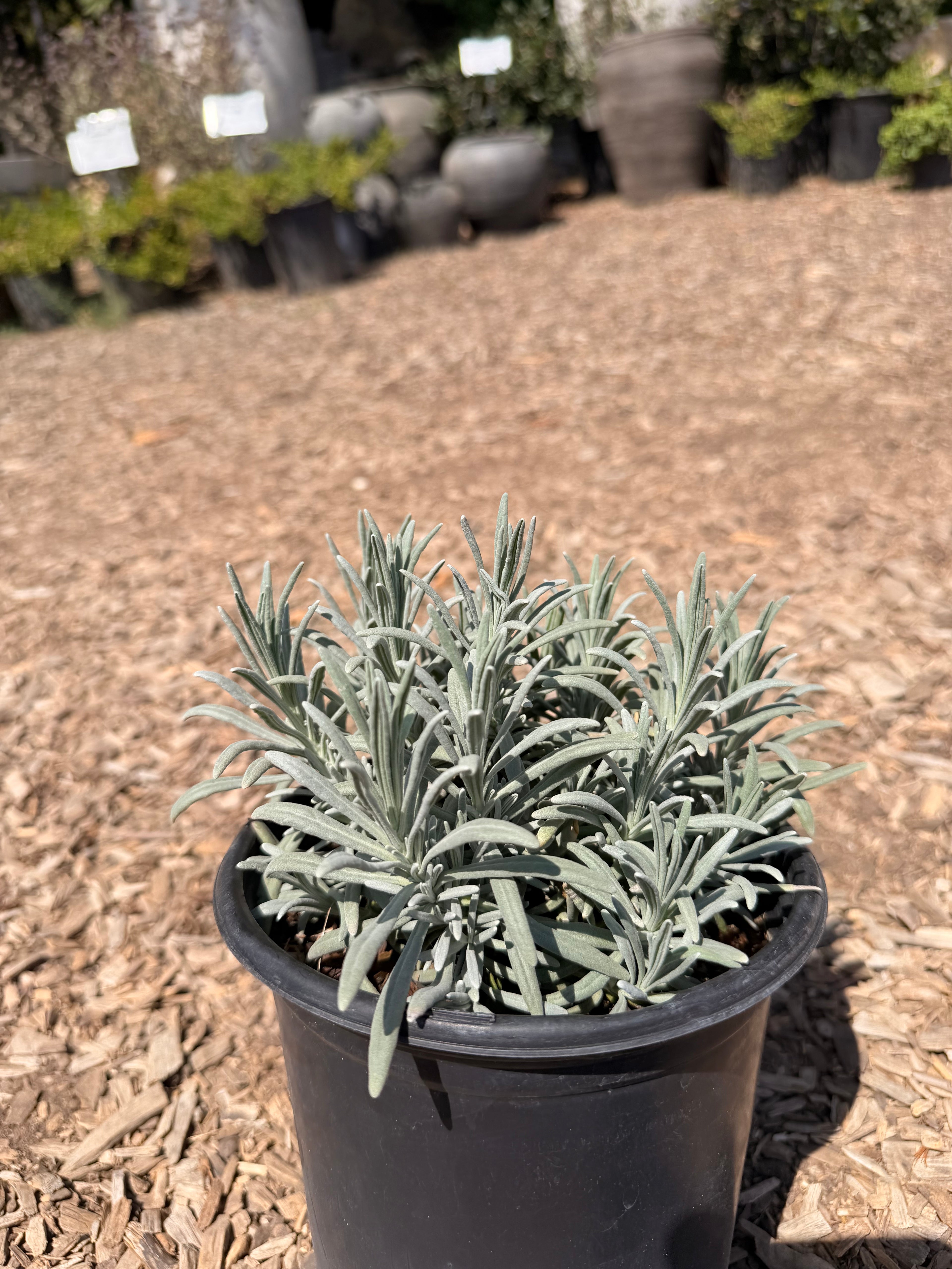 Lavender intermedia 'Sensational!™'